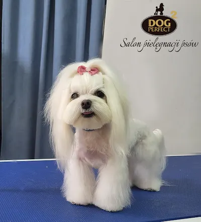 Dog Perfect 2 - Psi I Koci Groomer